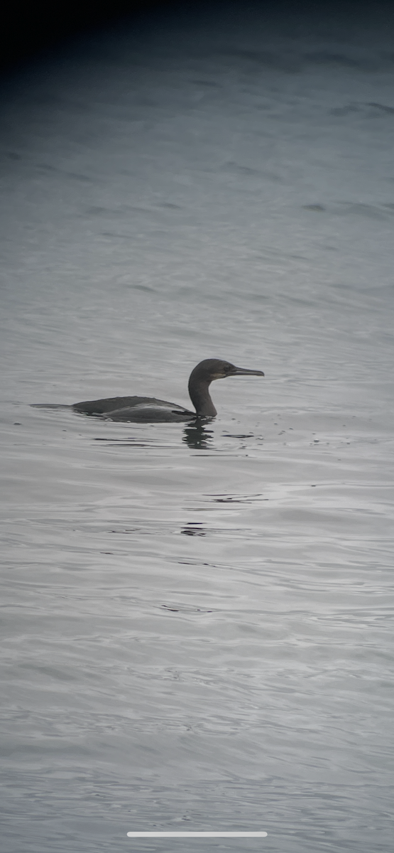 Баклан синьогорлий - ML640379719