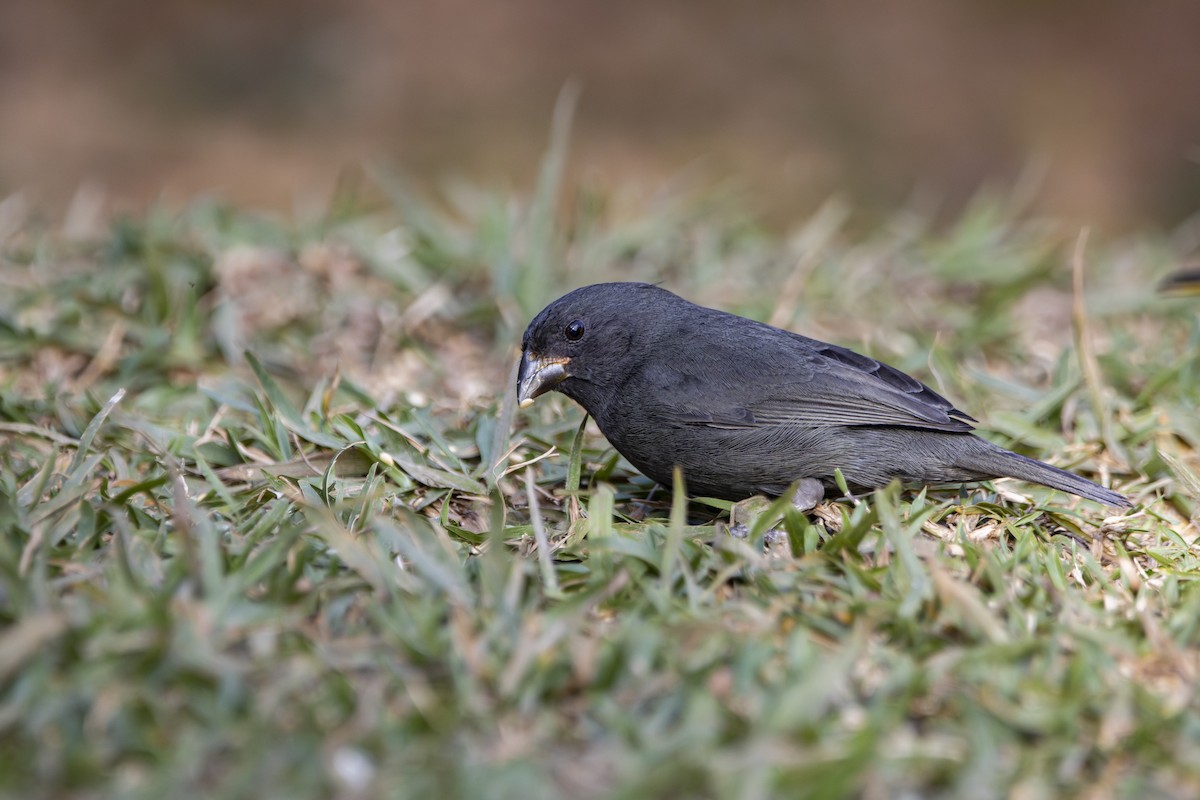 Sooty Grassquit - ML640379727