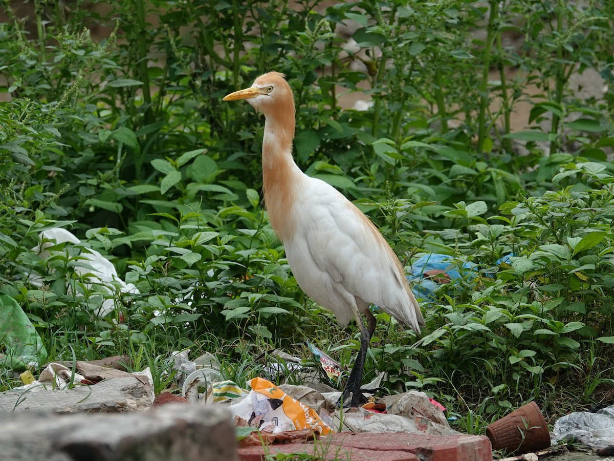 Eastern Cattle-Egret - ML640379747
