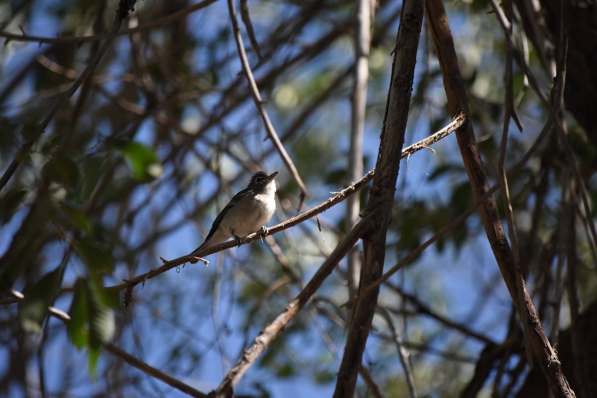 Plumbeous Vireo - ML640379749