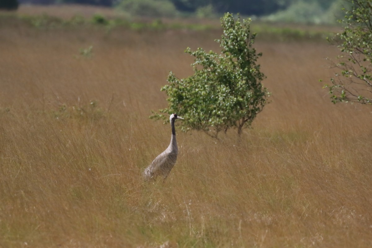 Common Crane - ML640379760