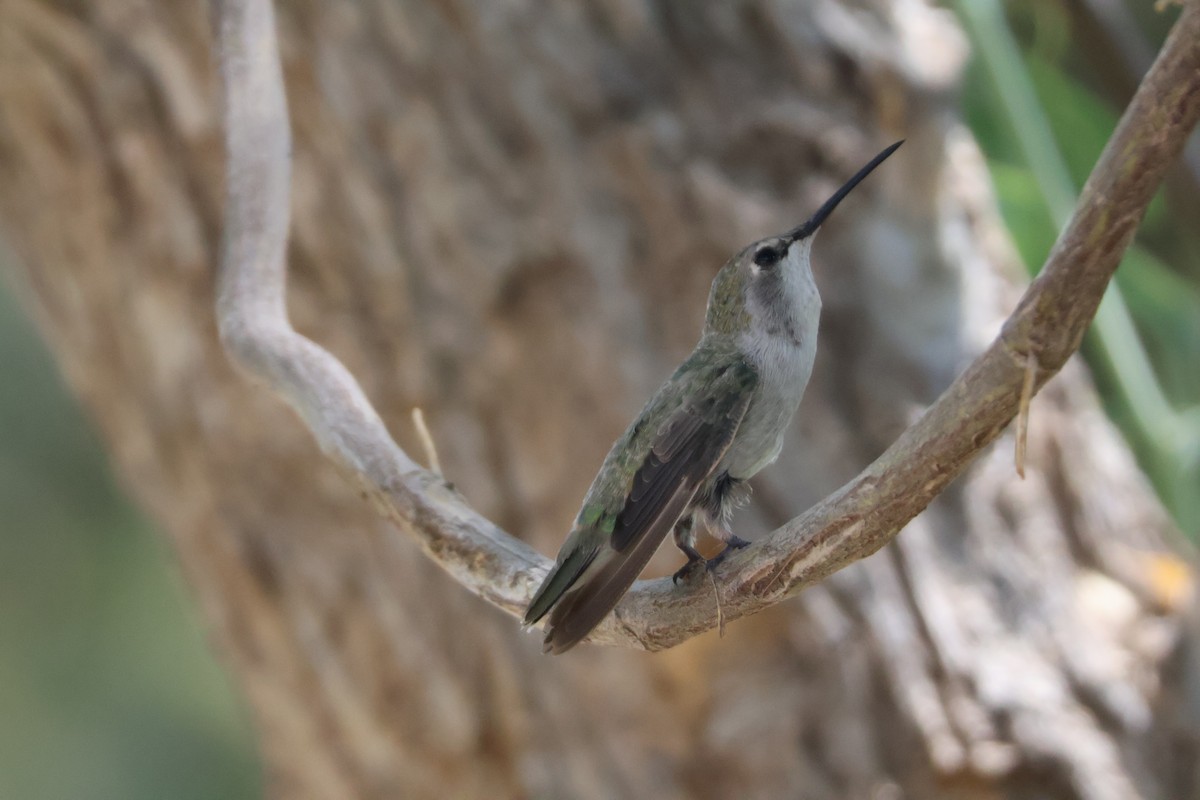 Costa's Hummingbird - ML640379793
