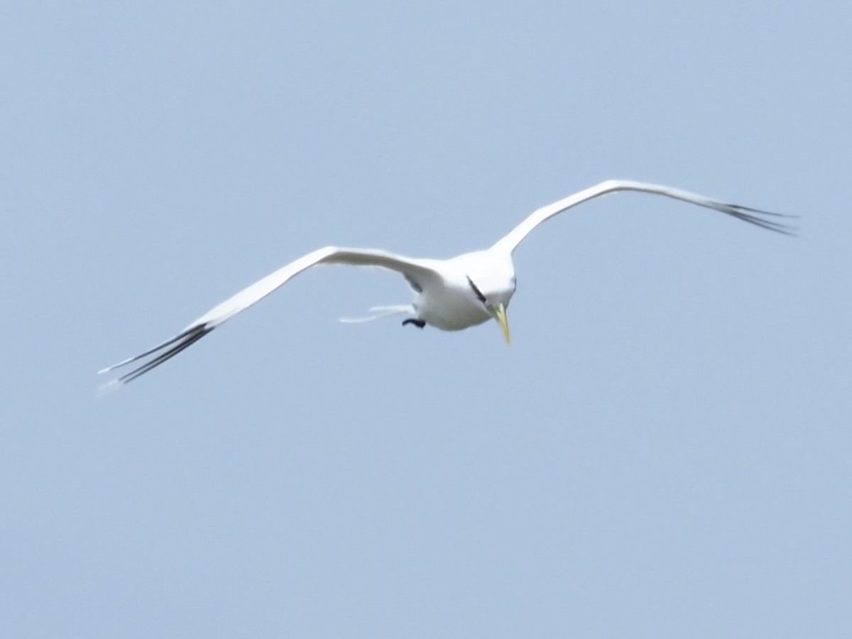 White-tailed Tropicbird - ML640379859