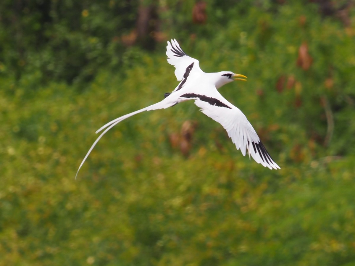 White-tailed Tropicbird - ML640379861