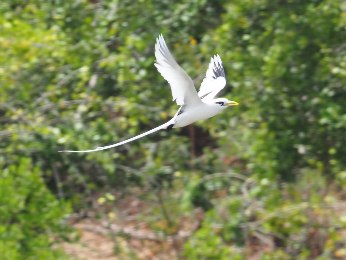 White-tailed Tropicbird - ML640379862