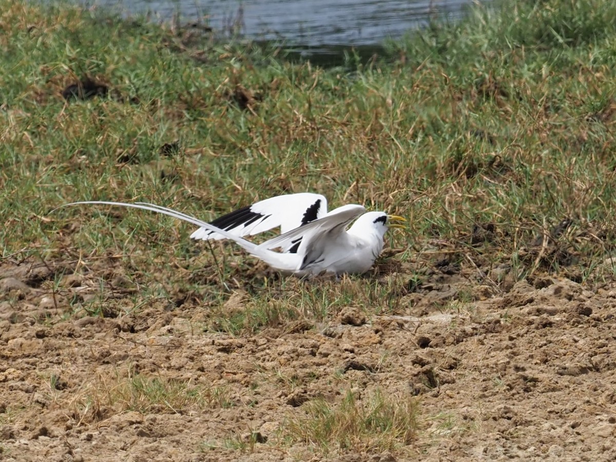 White-tailed Tropicbird - ML640379864