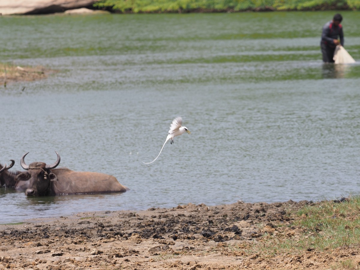 White-tailed Tropicbird - ML640379865