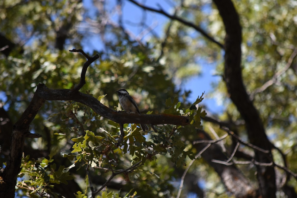 Black-capped Chickadee - ML640379906