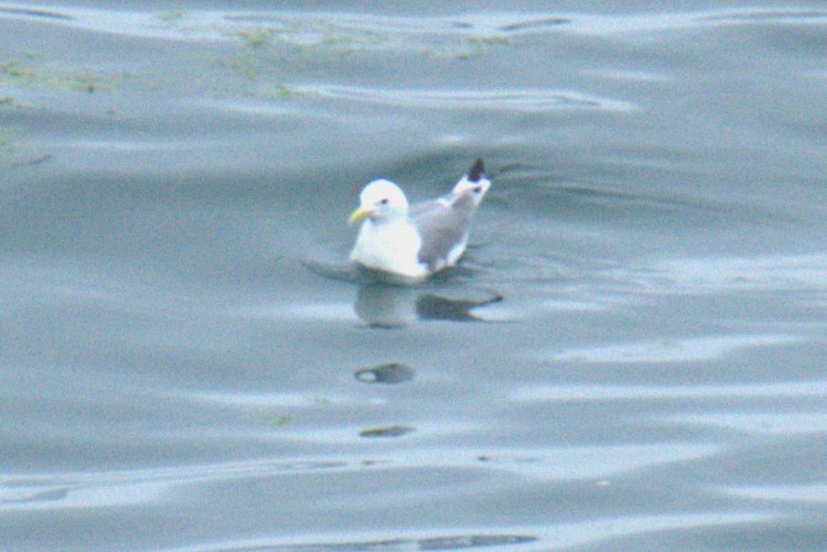 Black-legged Kittiwake - ML640379935