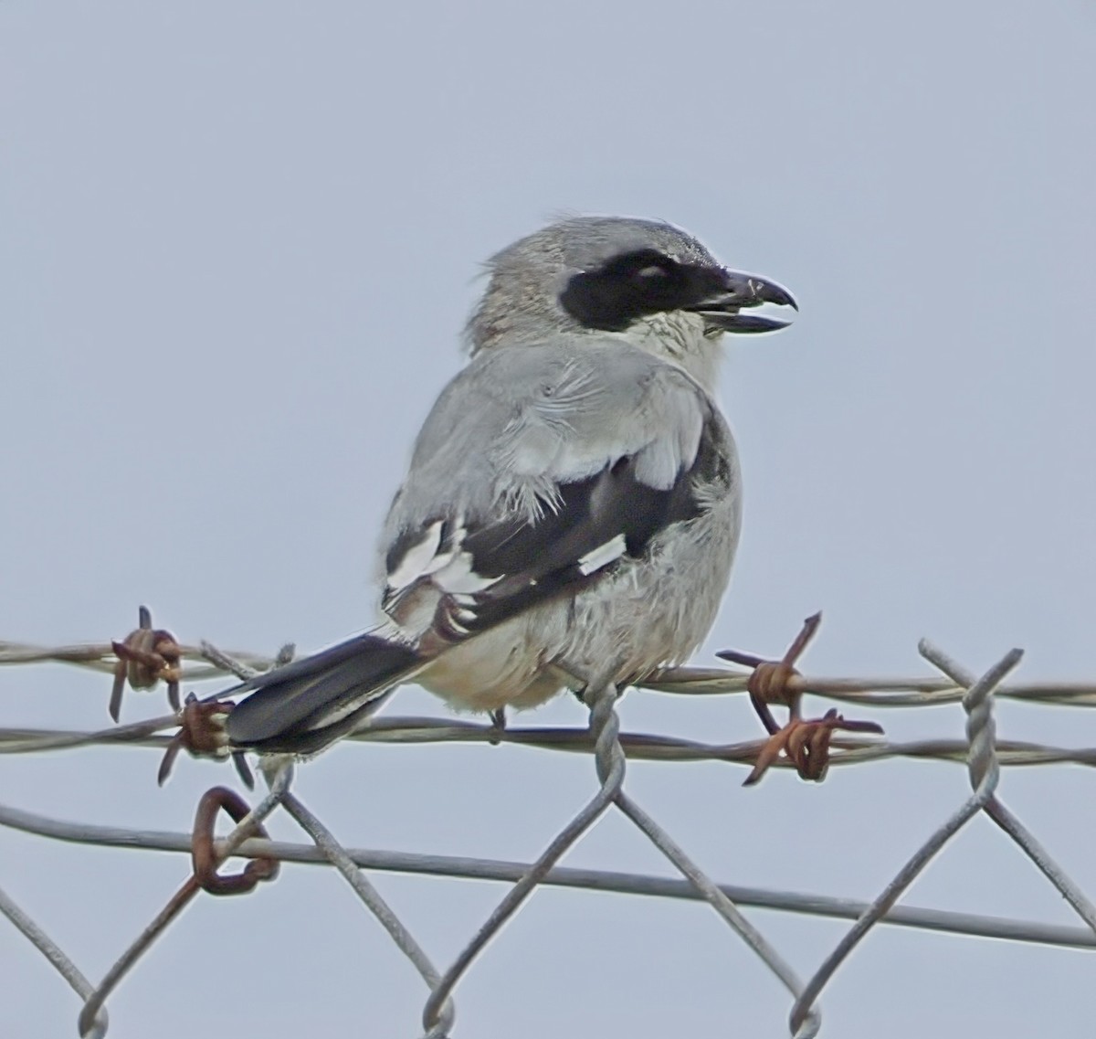 Loggerhead Shrike - ML640379954