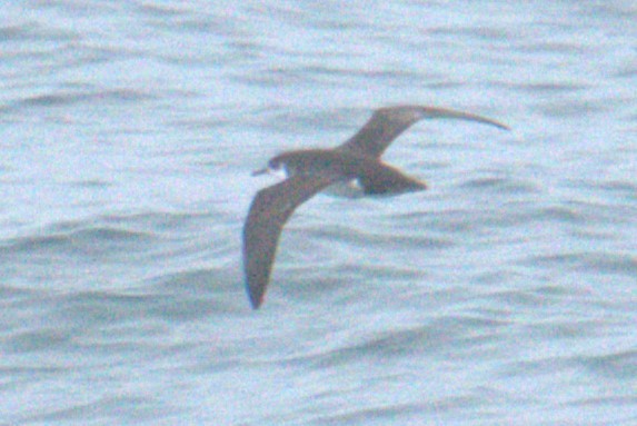Manx Shearwater - ML640379977