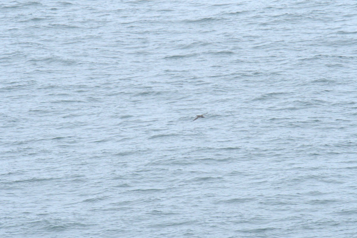 Manx Shearwater - ML640379982