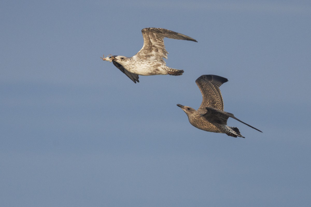 European Herring Gull - ML640379984
