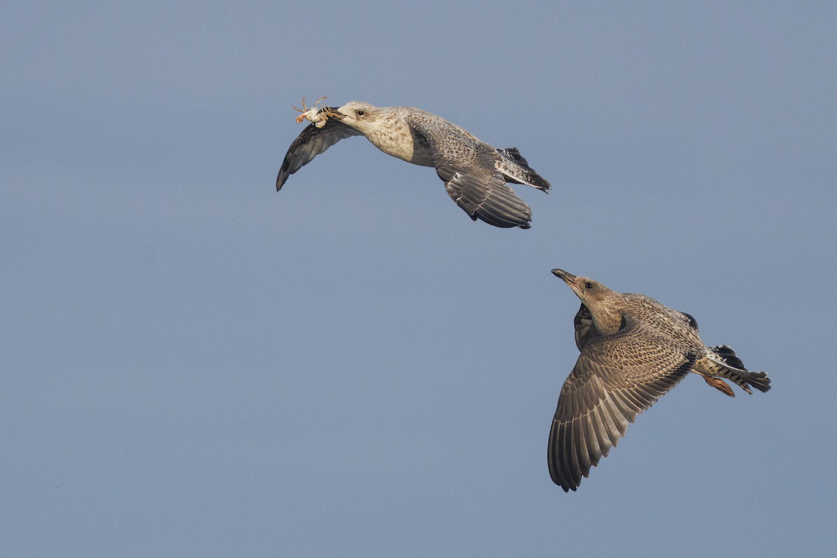 European Herring Gull - ML640379985