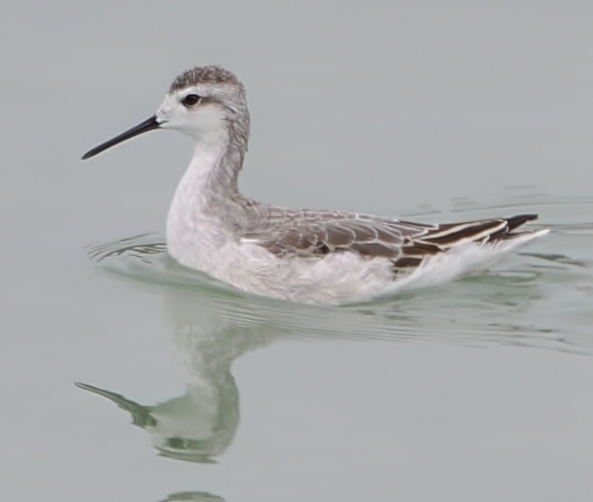 Wilson's Phalarope - ML640379987