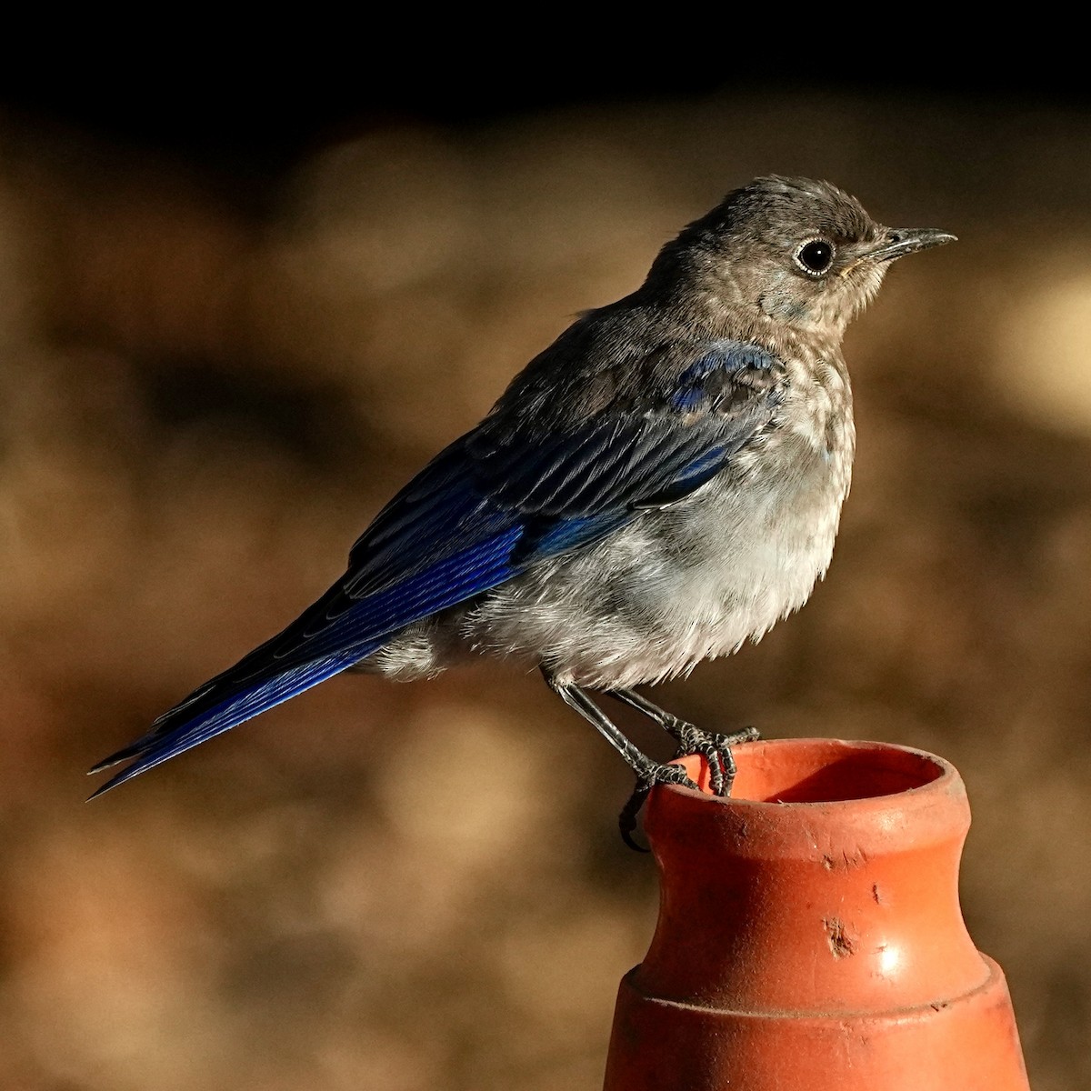 Mountain Bluebird - ML640380010