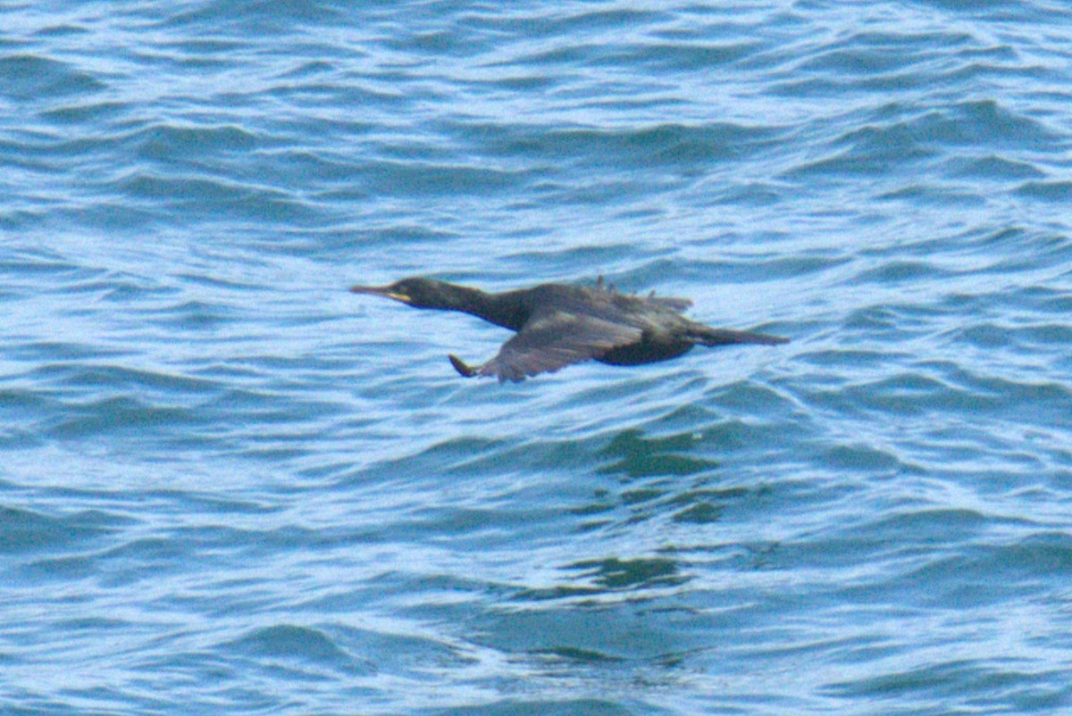 European Shag - ML640380018