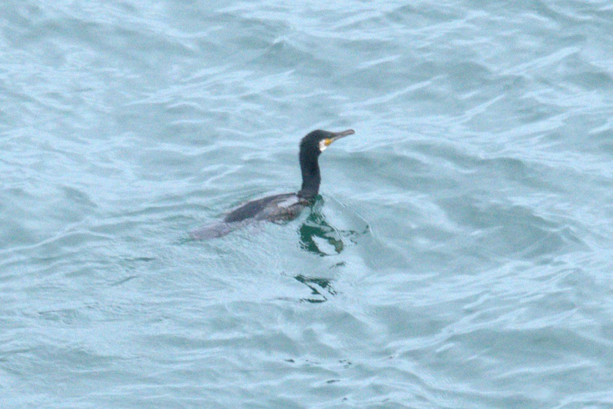 Great Cormorant - ML640380019