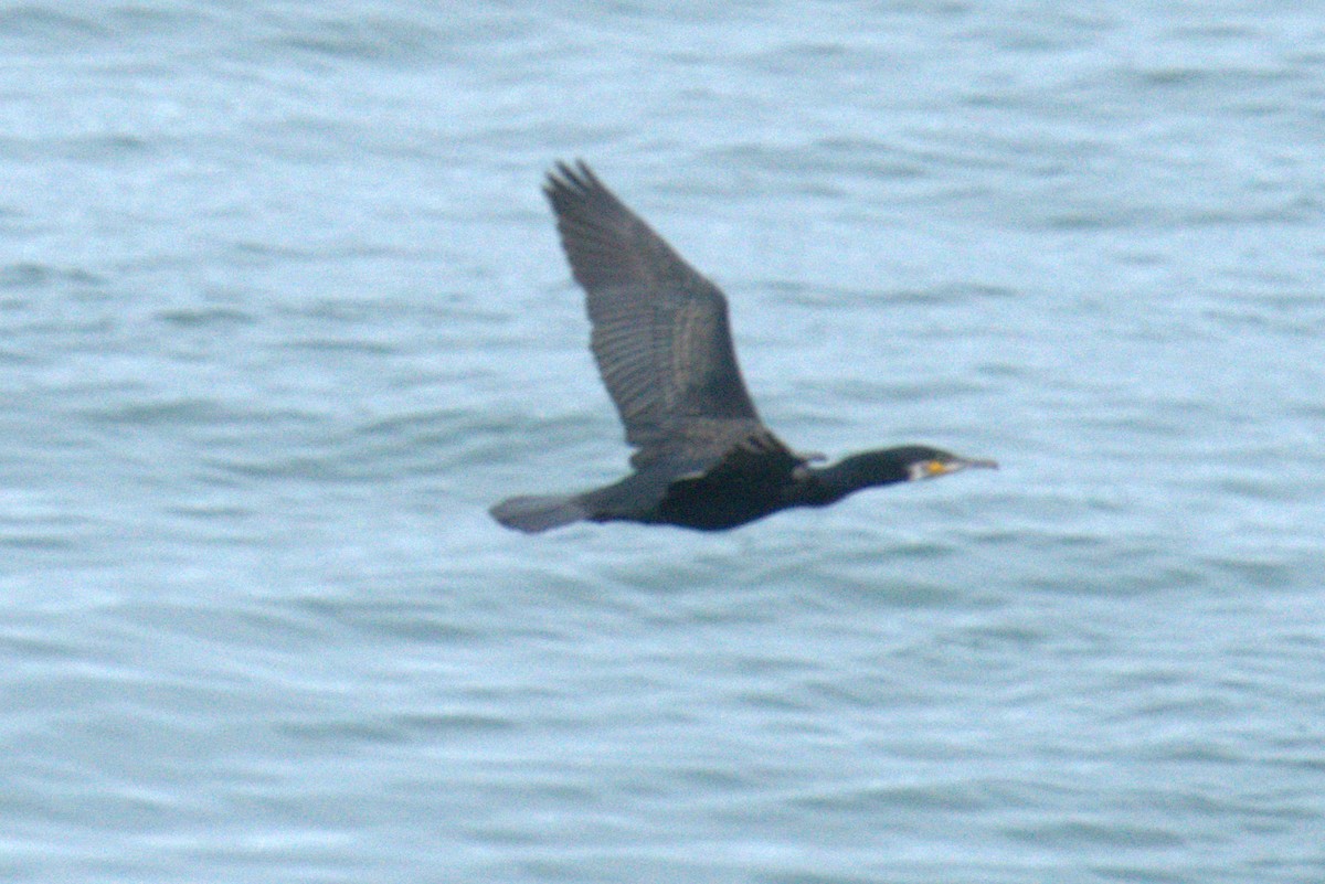 Great Cormorant - ML640380020