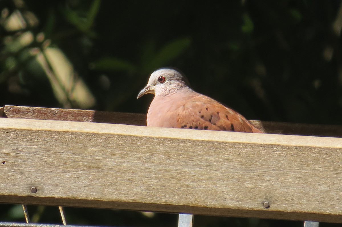 Ruddy Ground Dove - ML640380030