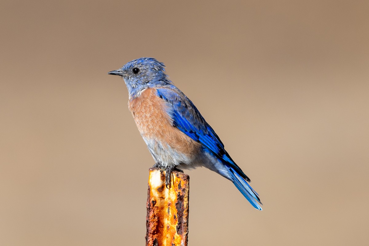 Western Bluebird - ML640380031