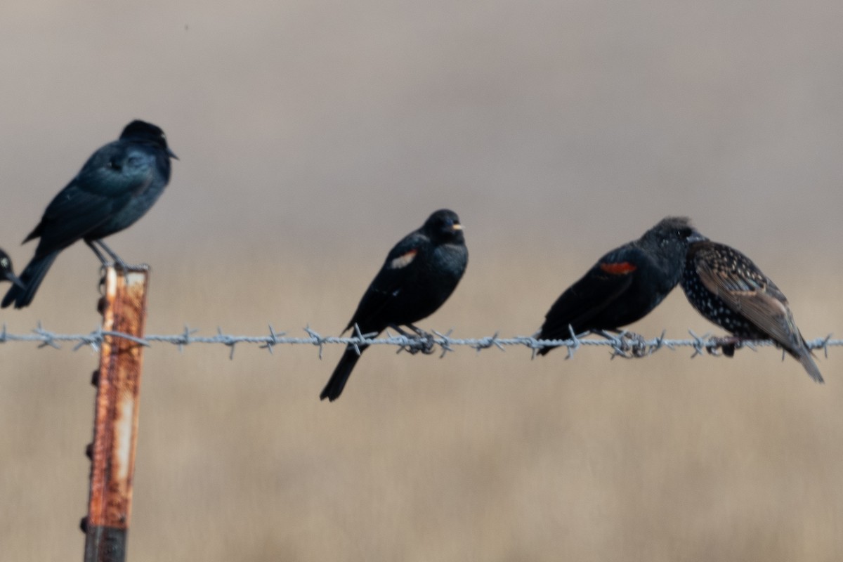 Tricolored Blackbird - ML640380042