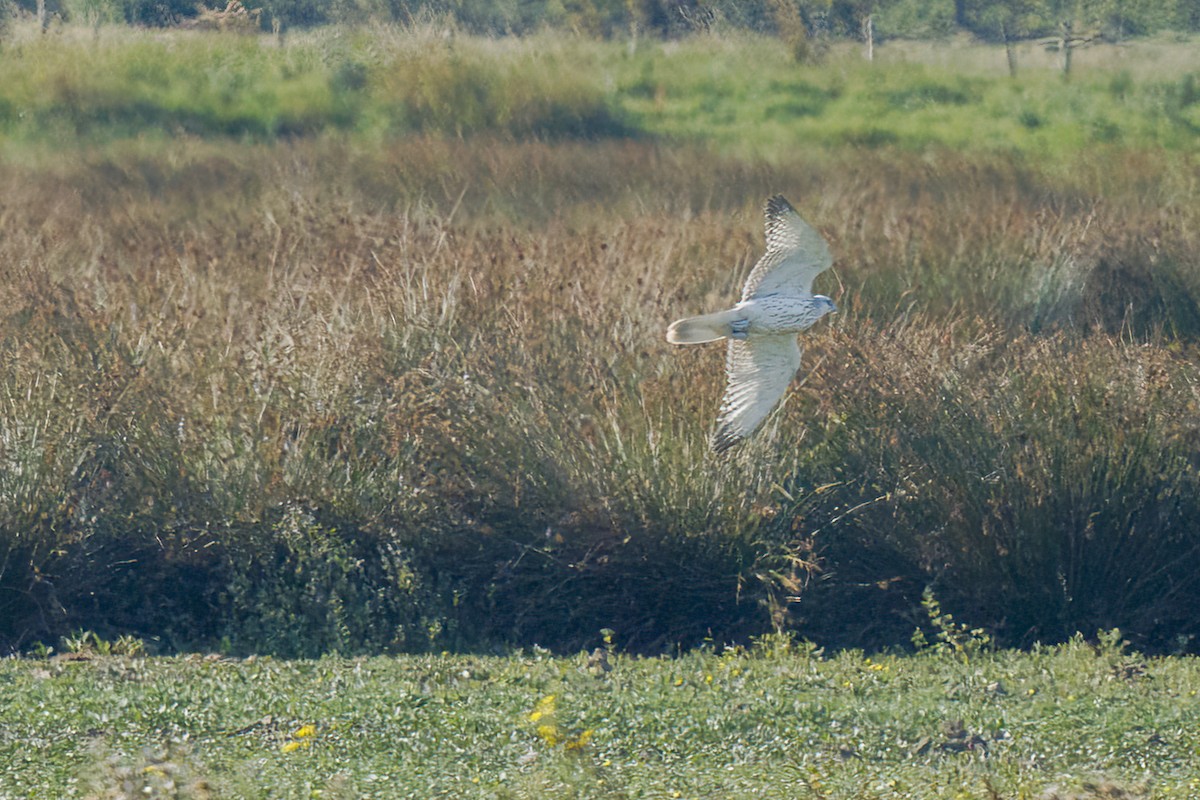 Gyrfalcon - ML640380058