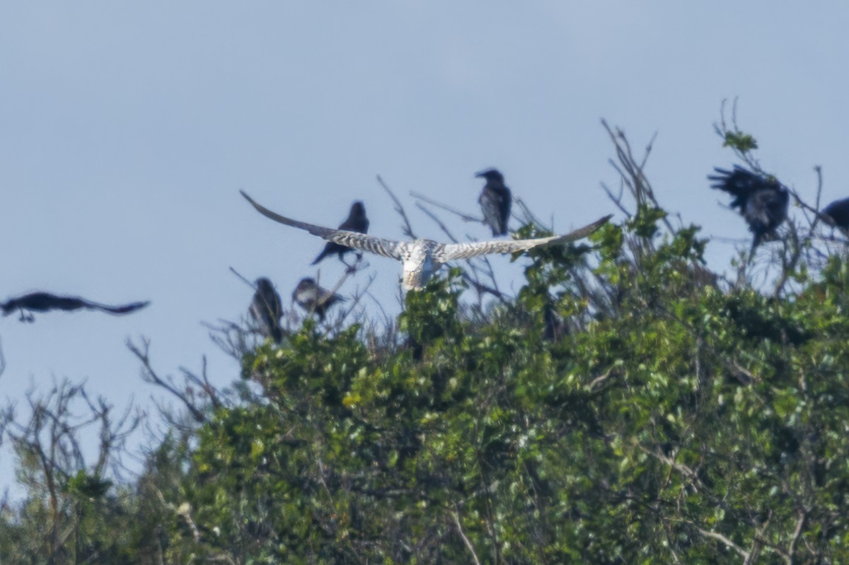 Gyrfalcon - ML640380059