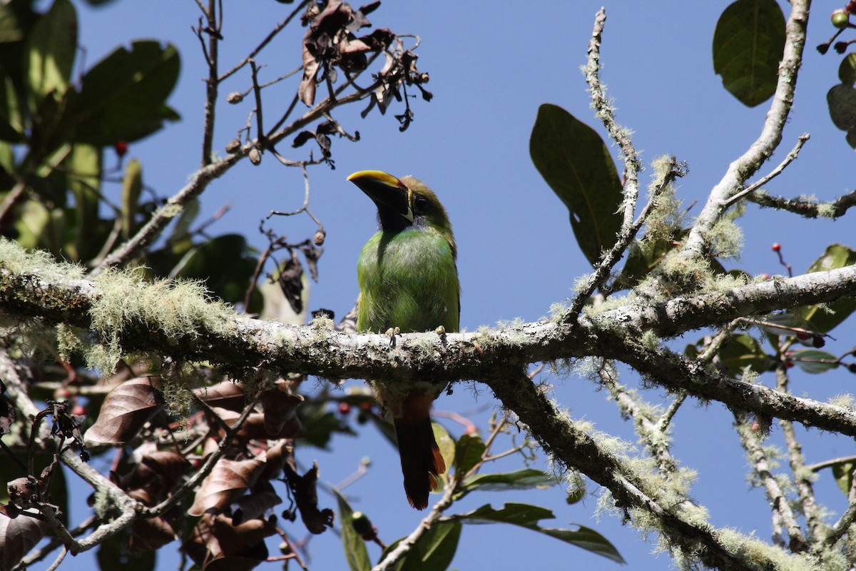 Northern Emerald-Toucanet - ML640380060