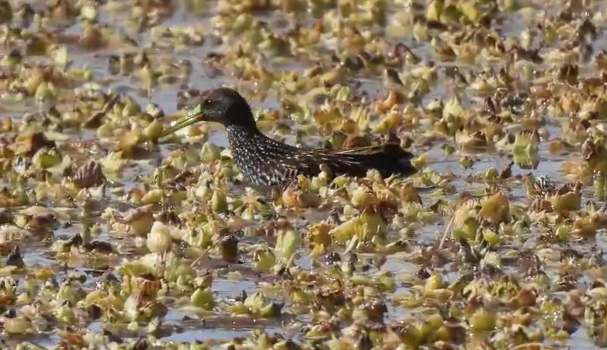Spotted Rail - ML640380087