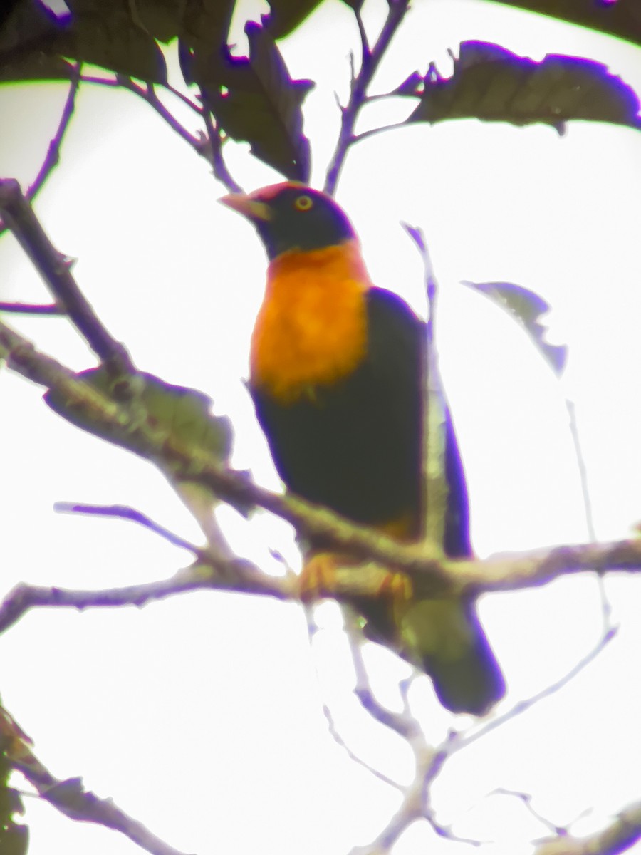 Golden Myna - ML640380100