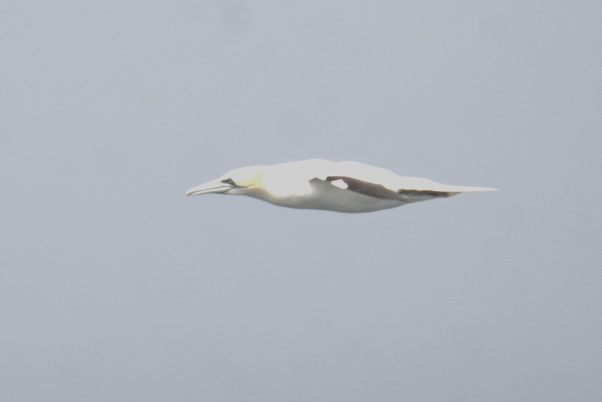 Northern Gannet - ML640380110