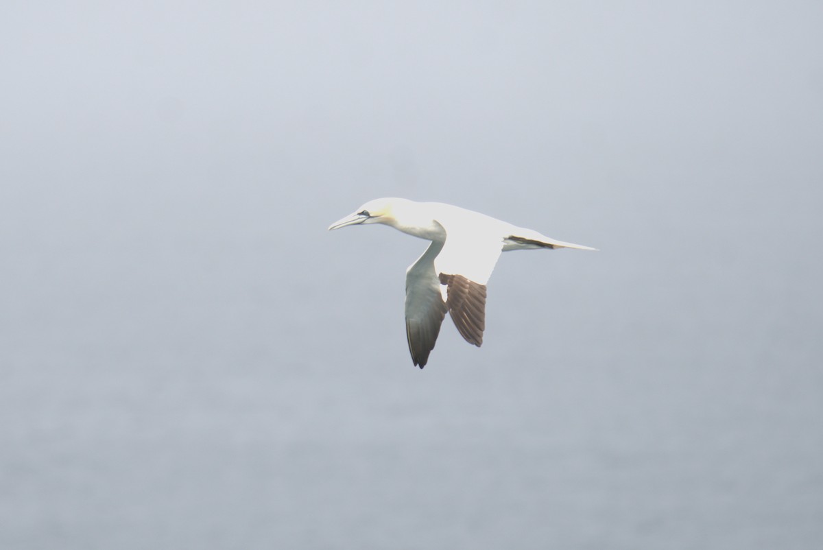 Northern Gannet - ML640380111