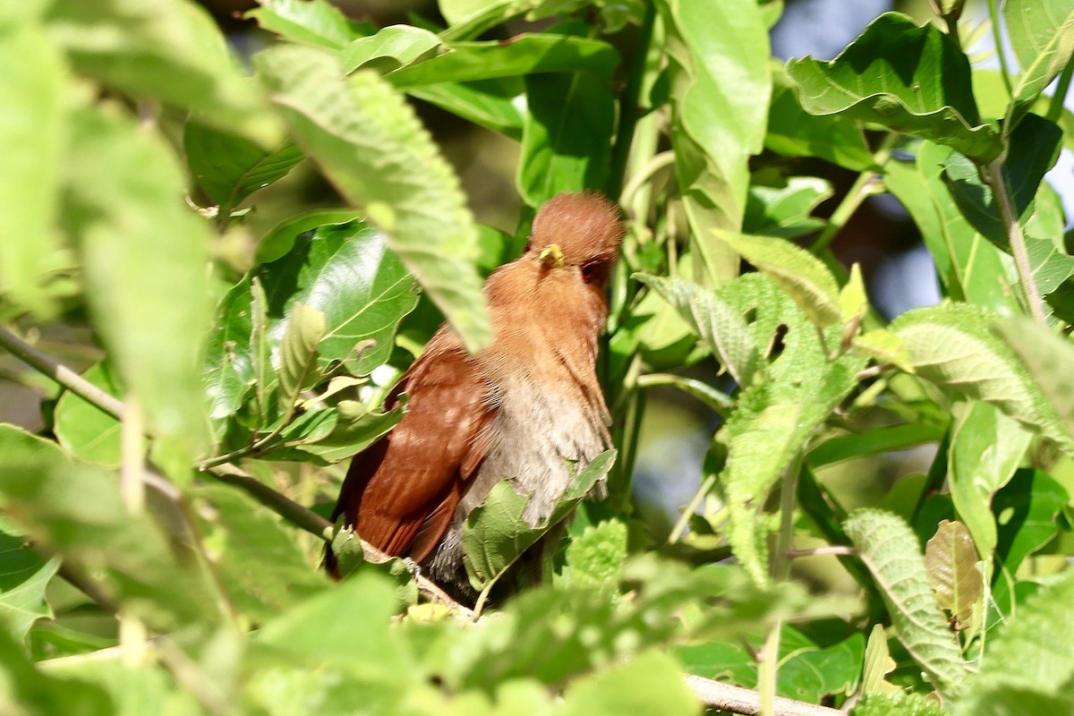 Little Cuckoo - ML640380120
