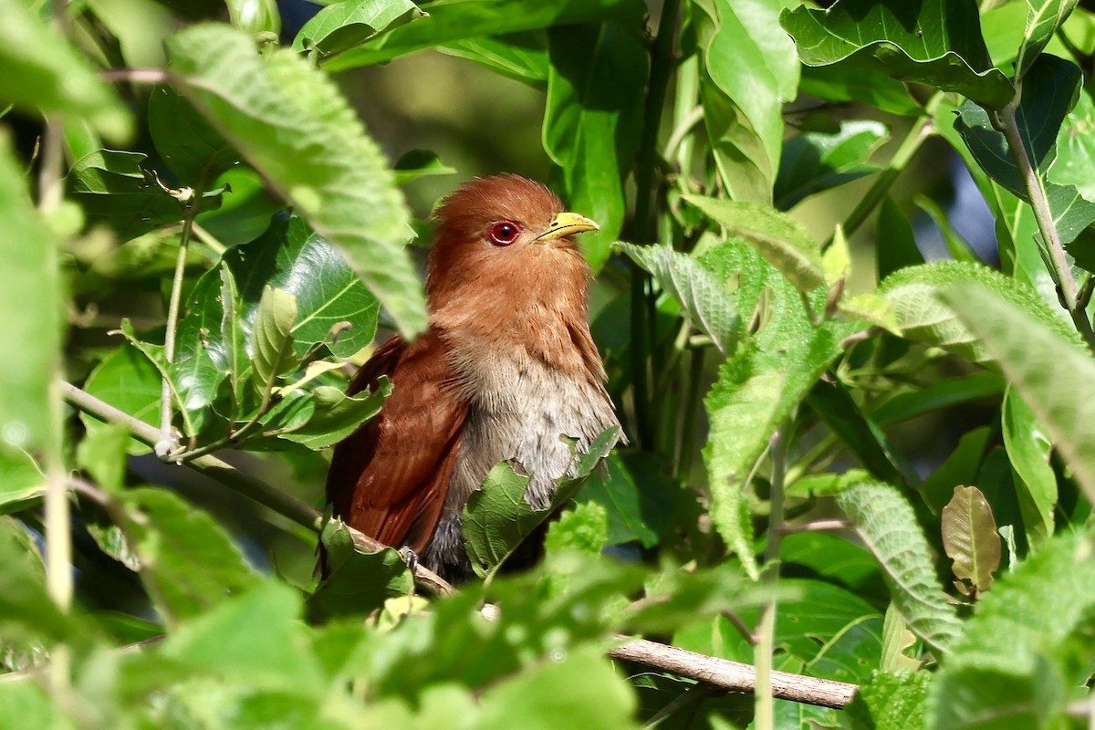 Little Cuckoo - ML640380121