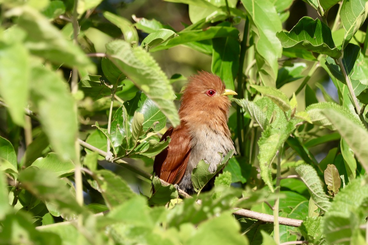 Little Cuckoo - ML640380122