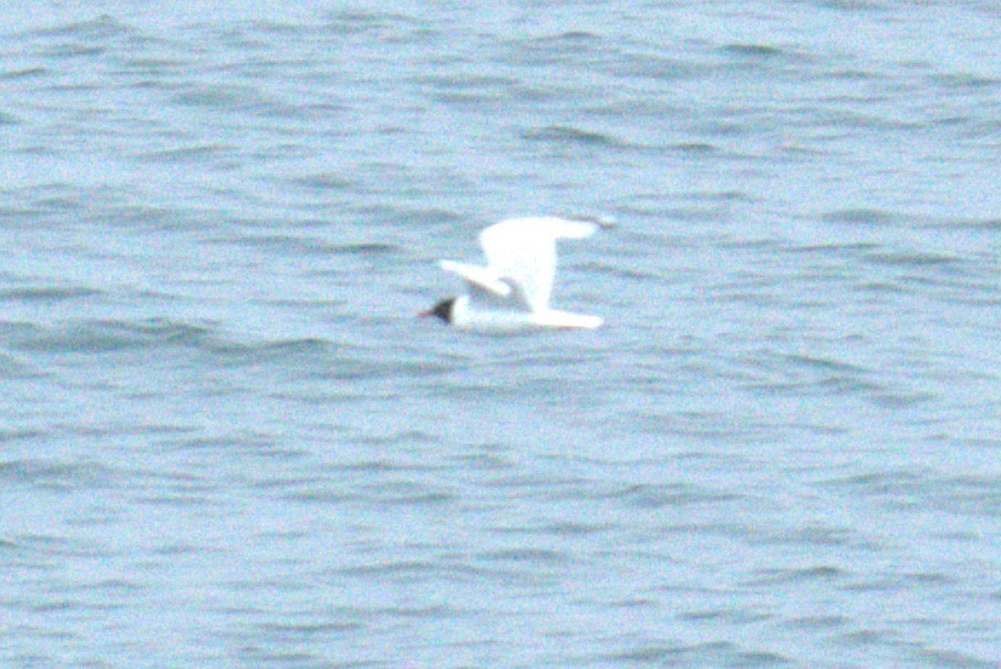 Black-headed Gull - ML640380134