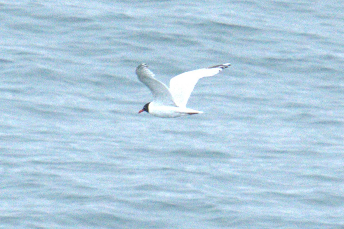 Black-headed Gull - ML640380135