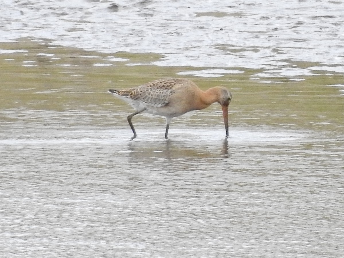 Pittima reale - ML640380142