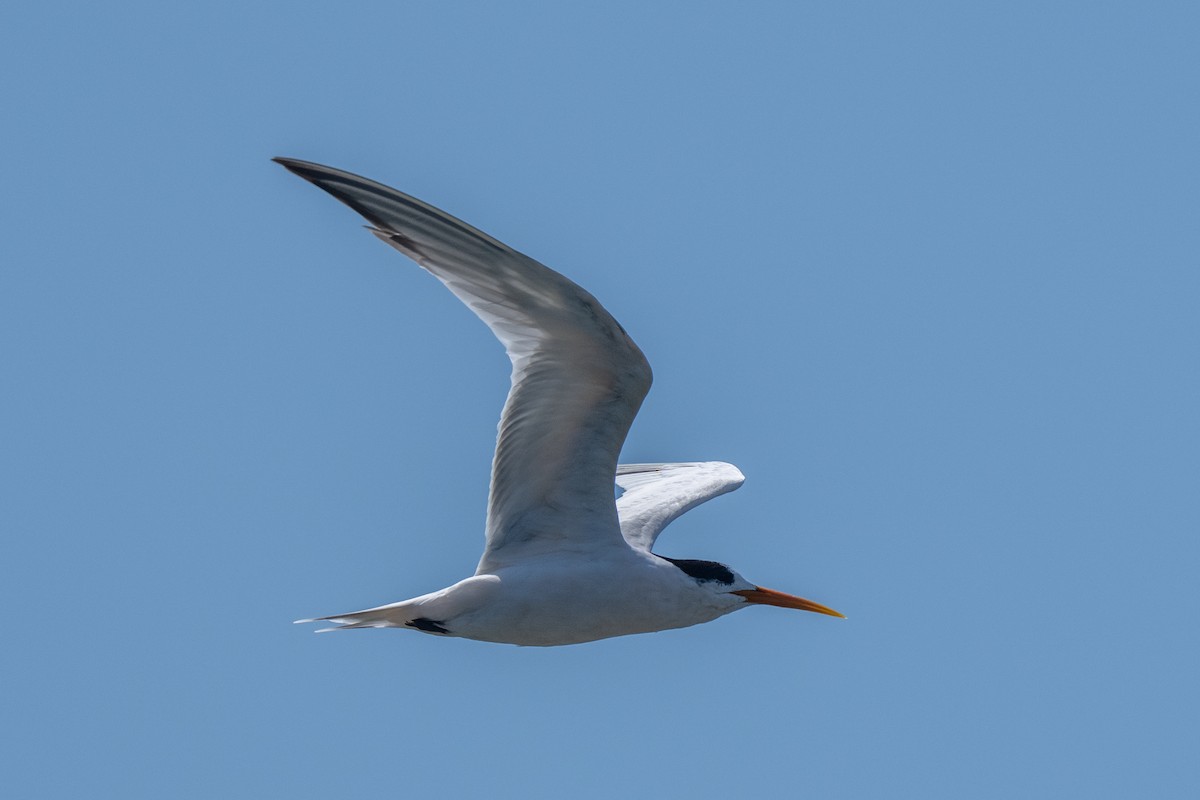 Elegant Tern - ML640380216