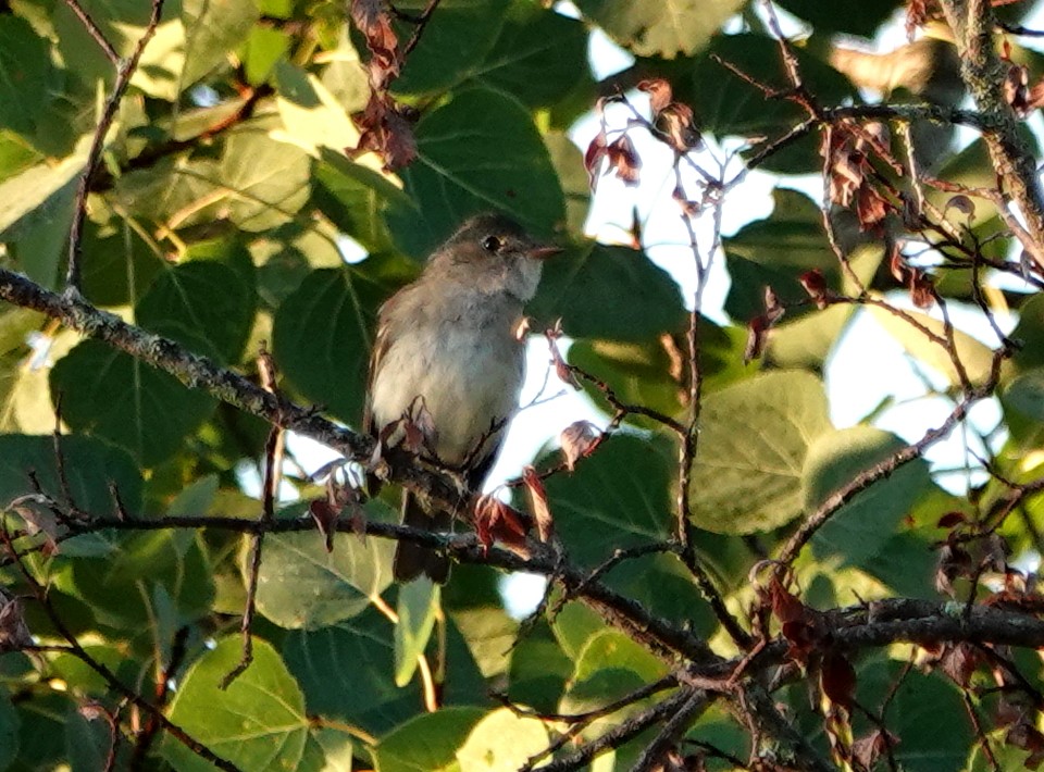 Alder Flycatcher - ML640380244