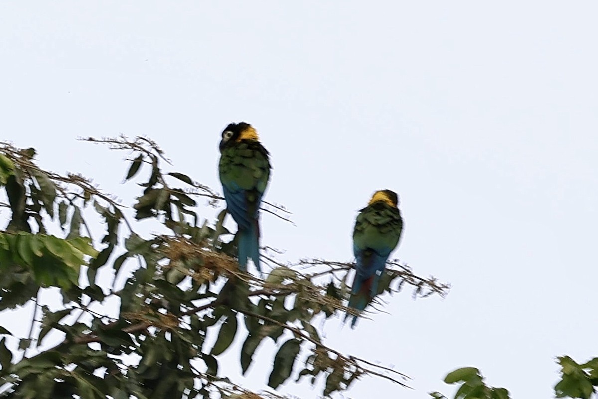 Yellow-collared Macaw - ML640380266