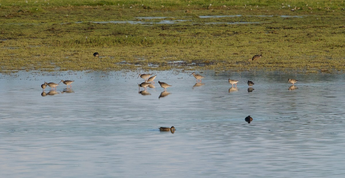 Spotted Redshank - ML640380299