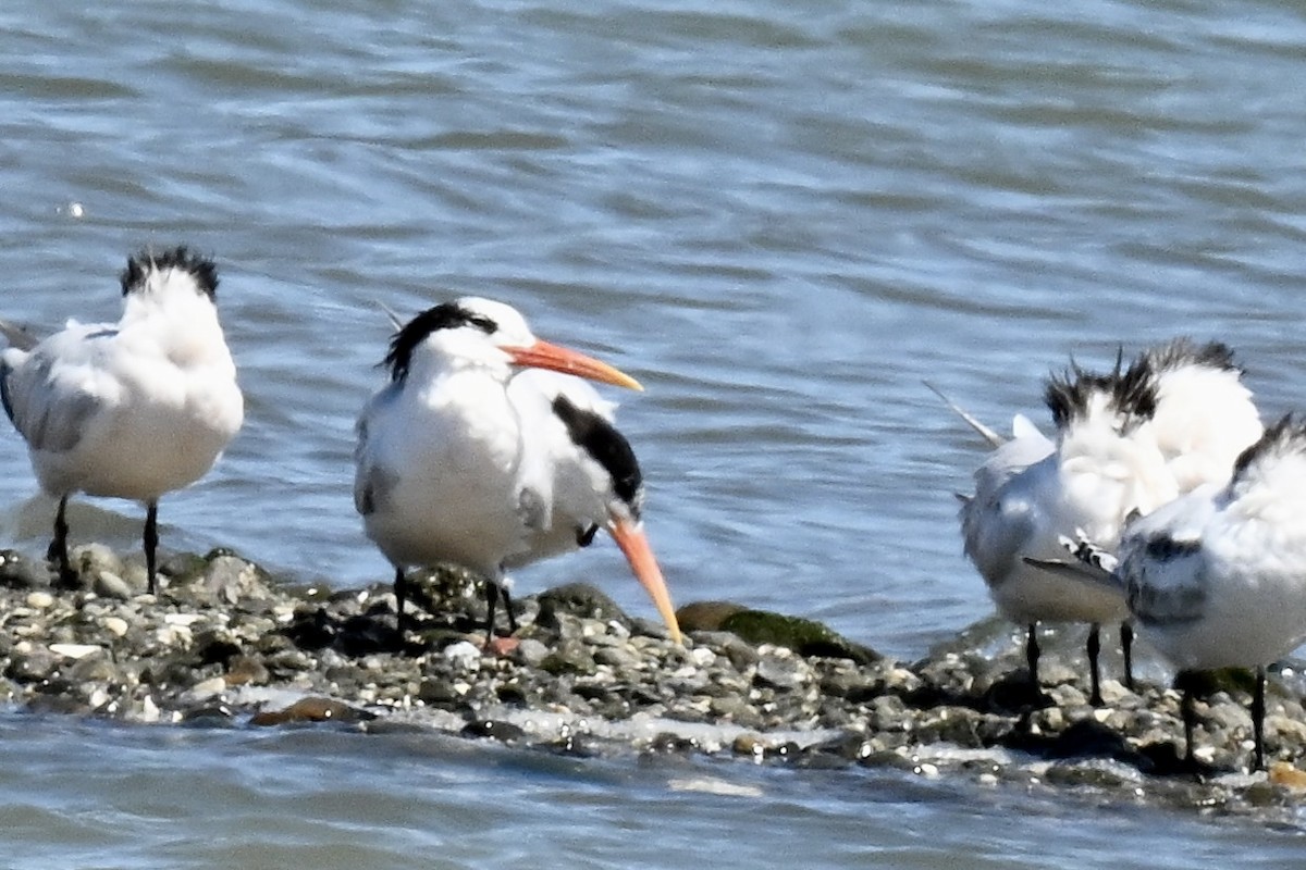 Elegant Tern - ML640380302