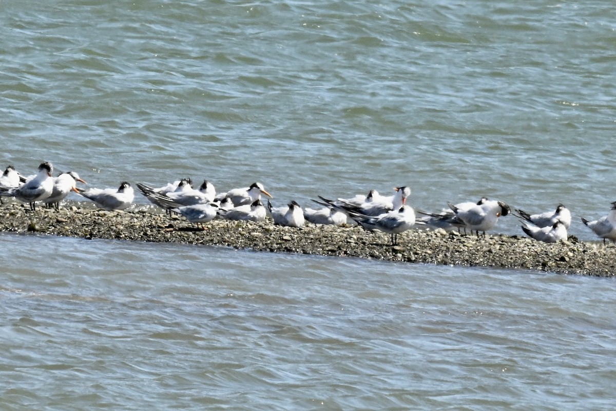 Elegant Tern - ML640380305