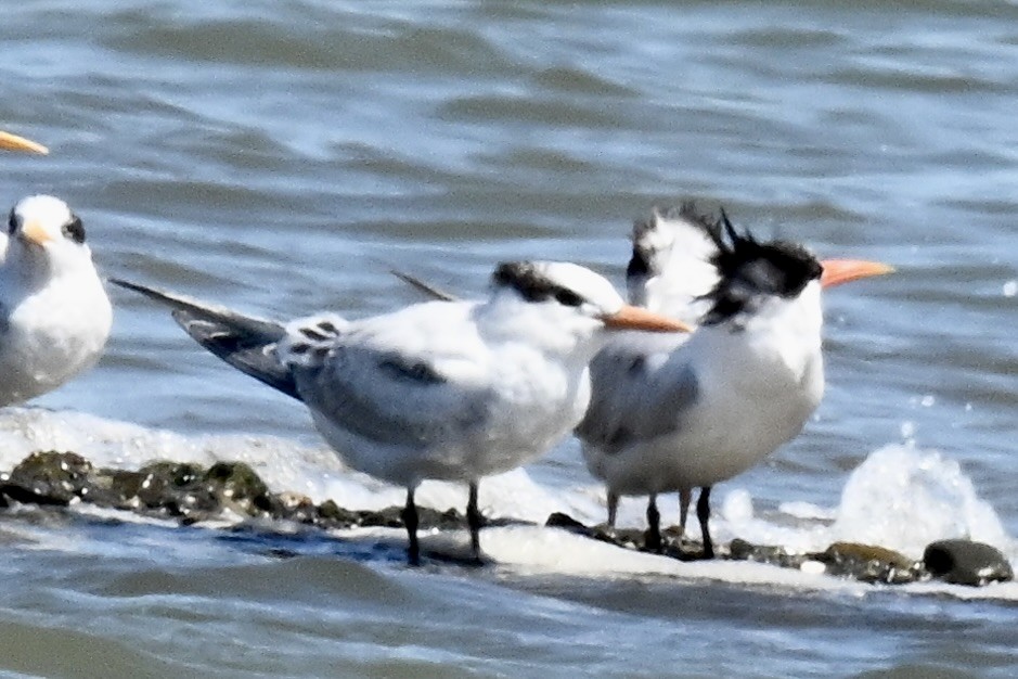 Elegant Tern - ML640380310