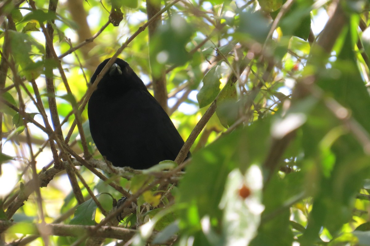 Shiny Cowbird - ML640380355