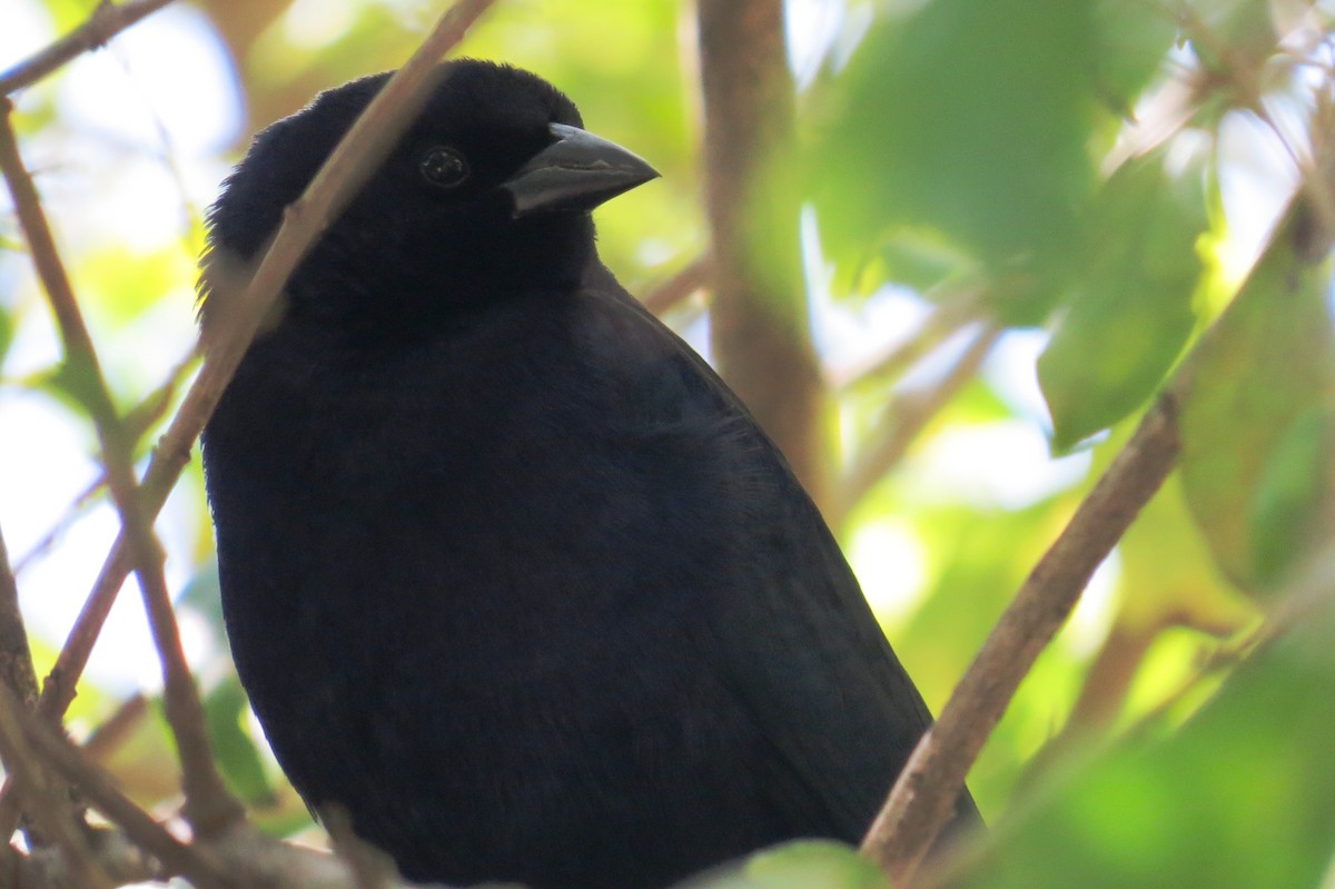 Shiny Cowbird - ML640380356