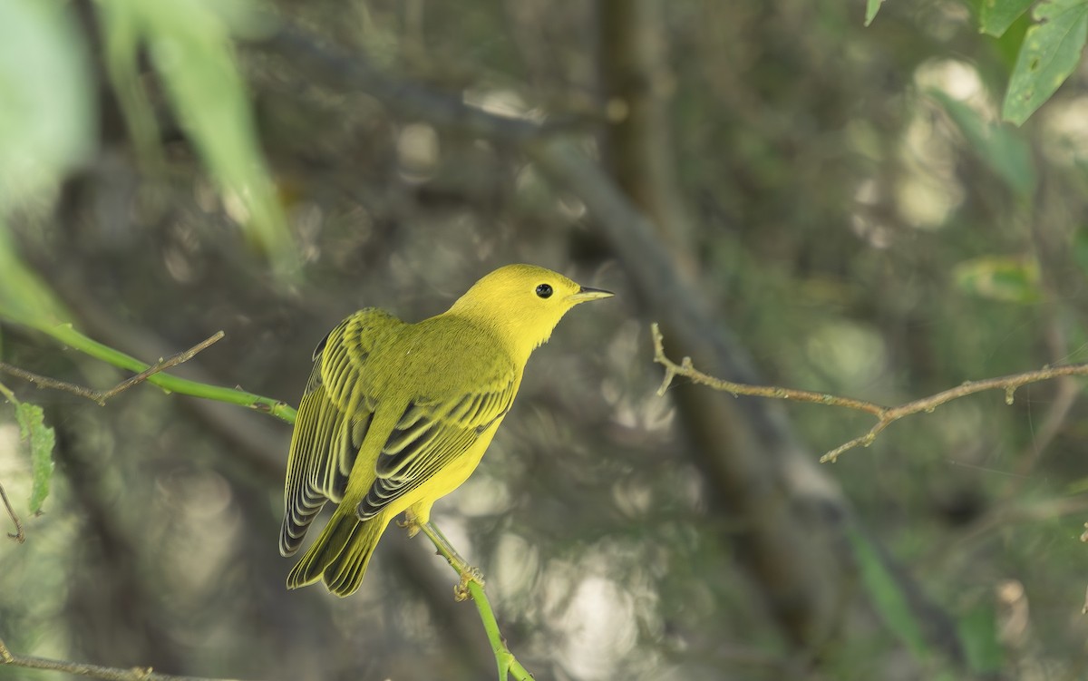 Yellow Warbler - ML640380362