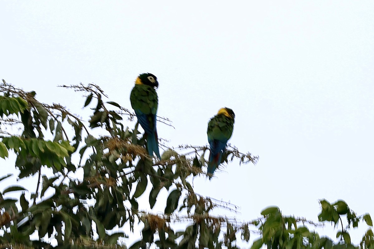 Yellow-collared Macaw - ML640380379